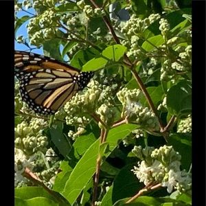 Meet your Posher, Tracey